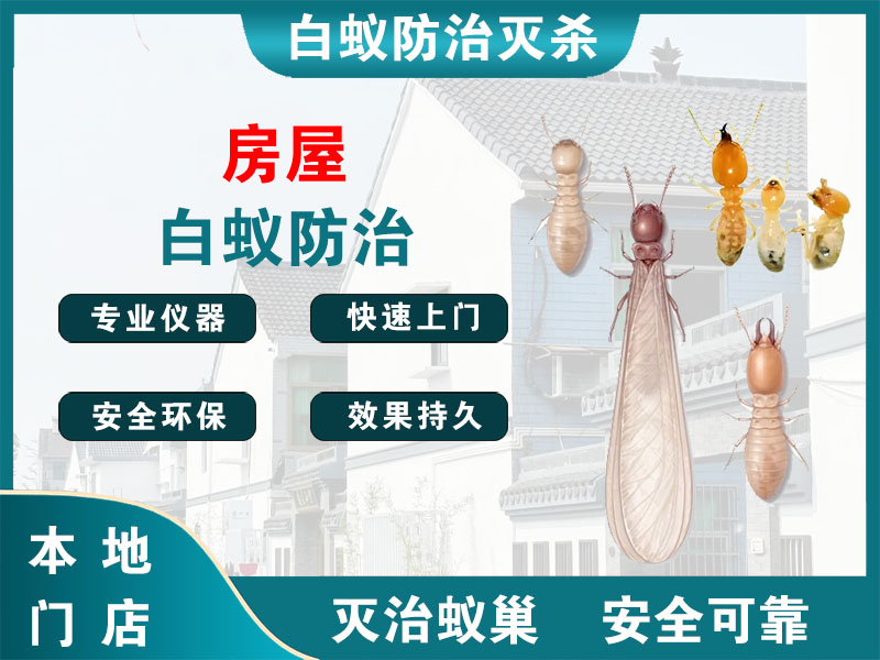高邮房屋白蚁防治